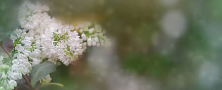 Spring summer background of white lilac bush tree bloom texture