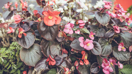 Autumn late flowers against the backdrop of the landscape.の写真素材