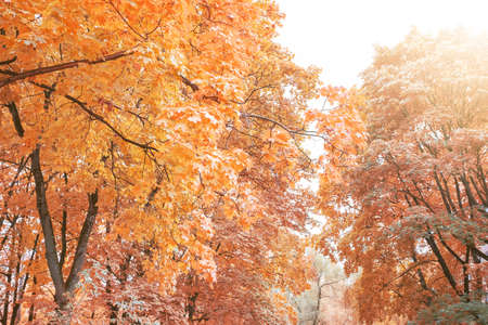 Beautiful autumn colors as forest leaves begin to turn red, orange and yellow. Vibrant natural...