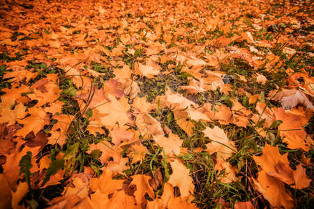Background of golden fallen leaves in autumn. A carpet of yellow and orange maple leaves in an autumn park. Beautiful autumn nature background. Leaves fall time.の写真素材