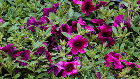 Petunia flower is blooming in the flower garden. Summer garden on the balcony, colorful petunia flowers in a garden on a green backgroundの写真素材