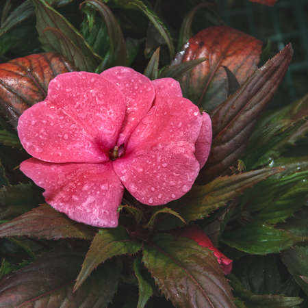 Impatiens balsamina balsam, garden balsam, rose balsam, touch me not, spotted snapweed with a natural background.の写真素材