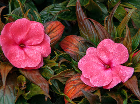 Impatiens balsamina balsam, garden balsam, rose balsam, touch me not, spotted snapweed with a natural background.の写真素材