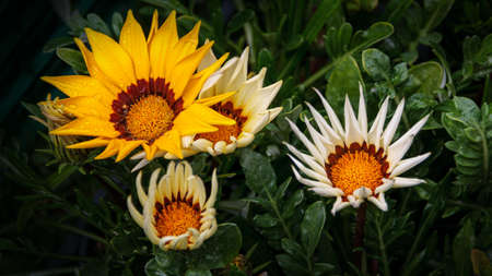 African Daisies Flower Gazanias, blooming gazania flowers or african daisy in a garden on green backgroundの写真素材