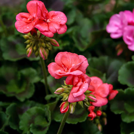 Geranium pink flowers. Geranium plant in the garden, pink geranium flowers in drops of water, macro, closeup, selective focusの写真素材