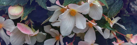 Large begonia flowers close-up. Flowering plant of begonia hybrid elatior, Begoniaceae. Begonia White flower.の写真素材