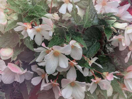 Large begonia flowers close-up. Flowering plant of begonia hybrid elatior, Begoniaceae. Begonia White flower.の写真素材