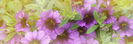 Petunia flower is blooming in the flower garden. Summer garden on the balcony, colorful petunia flowers in a garden on a green backgroundの写真素材