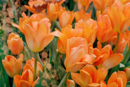 orange tulips on a green background , spring-blooming and the flowers are usually large , so beautiful in gardenの写真素材