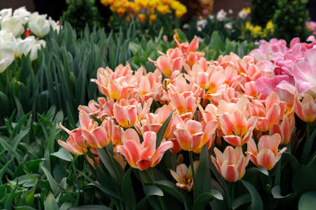 Yellow orange tulips, orange tulips on a green background , spring-blooming and the flowers are usually large , so beautiful in gardenの写真素材