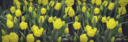 Spring blossoming yellow tulips, bokeh flower background, pastel and soft floral card, selective focus, tonedの写真素材