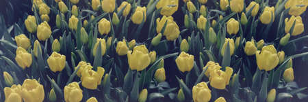 Spring blossoming yellow tulips, bokeh flower background, pastel and soft floral card, selective focus, tonedの写真素材