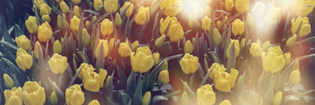 Spring blossoming yellow tulips, bokeh flower background, pastel and soft floral card, selective focus, tonedの写真素材