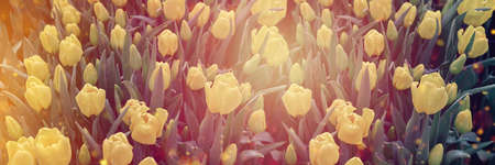Spring blossoming yellow tulips, bokeh flower background, pastel and soft floral card, selective focus, tonedの写真素材