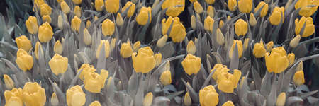Spring blossoming yellow tulips, bokeh flower background, pastel and soft floral card, selective focus, tonedの写真素材