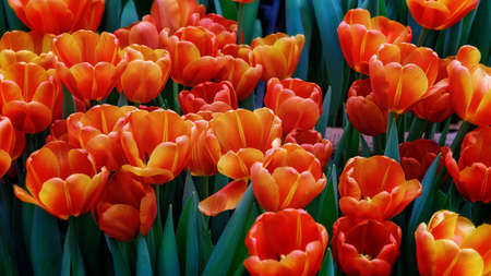 Yellow orange tulips, orange tulips on a green background , spring-blooming and the flowers are usually large , so beautiful in gardenの写真素材