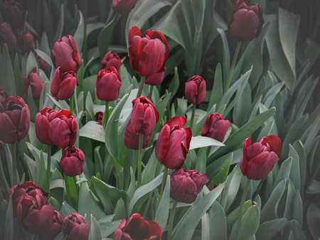 Floral background with red tulips. Tulip buds close up. red flowers. Soft selective focus blur. Spring blurred background postcardの写真素材