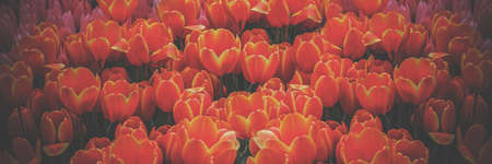 Yellow orange tulips, orange tulips on a green background , spring-blooming and the flowers are usually large , so beautiful in gardenの写真素材