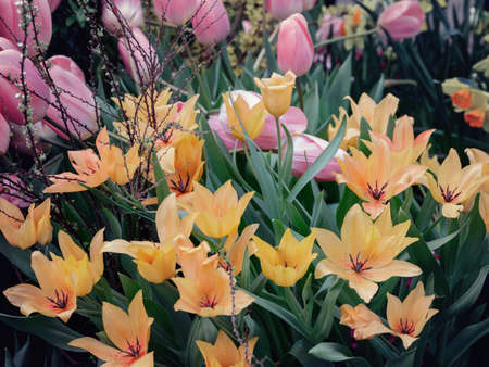 orange tulips on a green background , spring-blooming and the flowers are usually large , so beautiful in gardenの写真素材