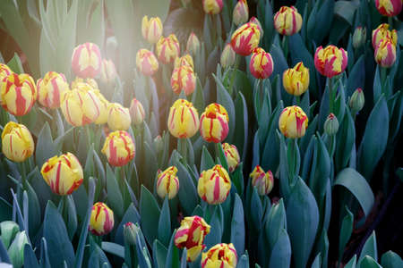 Spring blossoming yellow tulips, bokeh flower background, pastel and soft floral card, selective focus, tonedの写真素材