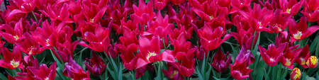 Floral background with red tulips. Tulip buds close up. red flowers. Soft selective focus blur. Spring blurred background postcardの写真素材