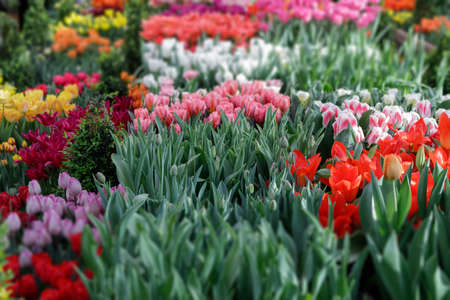 Red and white tulips in soft light on a blurred background with space for text. Tulip Hollands blooms in the greenhouse in spring. Floral banner for florist shop.の写真素材