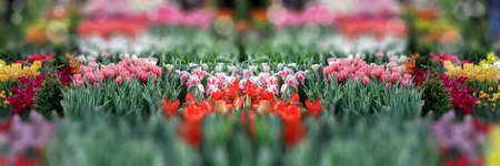 Delicate pink tulips in the garden on a natural green background. Close up macro photo, selective focus. Ideal for greeting festive postcard.の写真素材