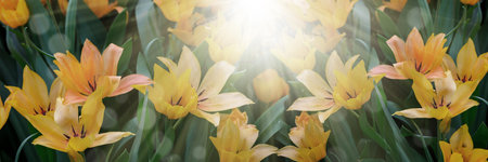 Spring blossoming yellow tulips, bokeh flower background, pastel and soft floral card, selective focus, tonedの写真素材