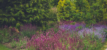 Herbaceous border with hedge and lawn. Lush flower beds in the summer garden.