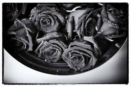 Black and white rose background, grunge abstract floral natural pattern, fresh flower with water drops, beautiful wet plant petals texture, nature details, holidays symbol of loveの写真素材