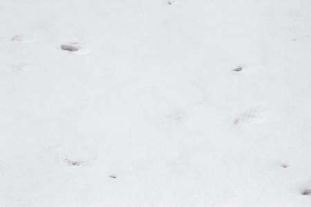white background. The texture of the surface of the snow. fresh snow backgroundの写真素材