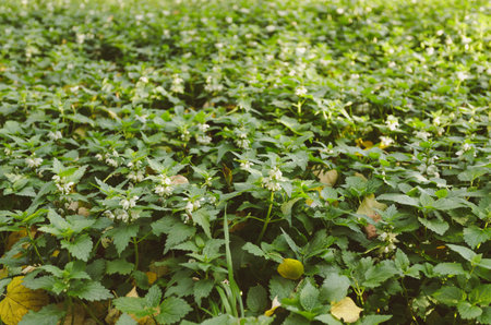 Nettle blossoms, dense green grass. White deadnettle is an herbaceous perennial plant sometimes called the Bee nettle.の写真素材