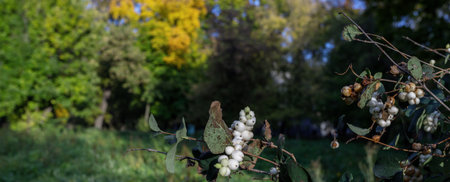 Branch with berries of snowberry in the garden closeup, latin name symphoricarpos albusの写真素材