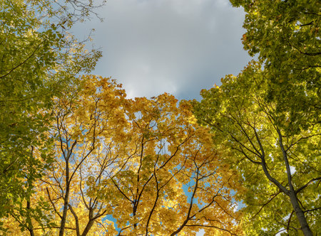 Yellow leaves fallen. Tree against cloudy blue sky. Yellow Tree Leaves Composition Over Sky. Beautiful autumn tree and blue sky. autumn nature concept.の写真素材