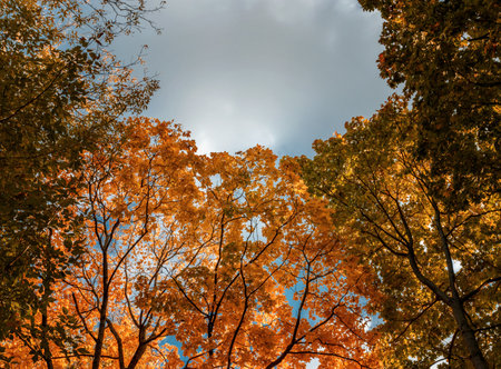 Background of trees with orange autumn foliage. Branches of autumn trees against the sky.の写真素材