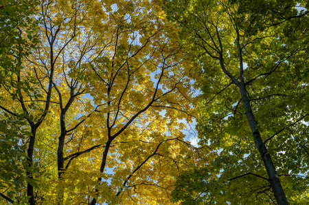 Background of trees with orange autumn foliage. Branches of autumn trees against the sky.の写真素材