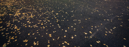 Autumn yellow leaves on asphalt. View from the topの写真素材