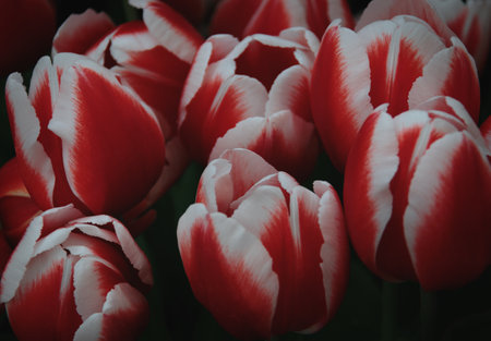 Blooming red white tulip field, macro close upの写真素材