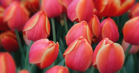 Beautiful colorful red tulips in flower meadow in the early spring. Detail of a flower meadow in yard of village house, close up photoの写真素材