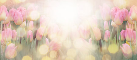 selective focus of colorful pink tulips in field, panoramic shotの写真素材