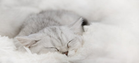 Close-up of a Sleeping white kitten lying on the white plaid on a light background. Copy spaceの写真素材