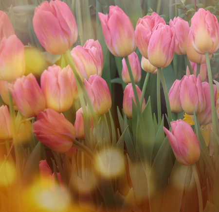 Sunny Spring Day. Magnificent tulips bloom in the flower bed. Beautiful bouquet of tulips.