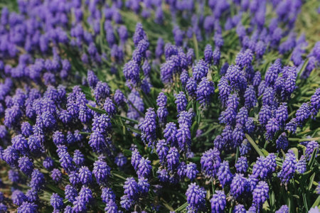 Muscari armeniacum ornamental springtime flowers in bloom, Armenian grape hyacinth flowering blue...
