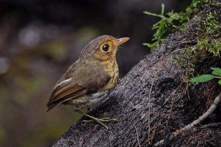 Ochre-breasted Antpitta Grallaricula flavirostris Ecuador. A tiny songbird from the passerine...