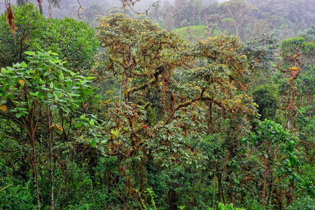 Tropical Rainforest Landscape in Ecuador, nature background