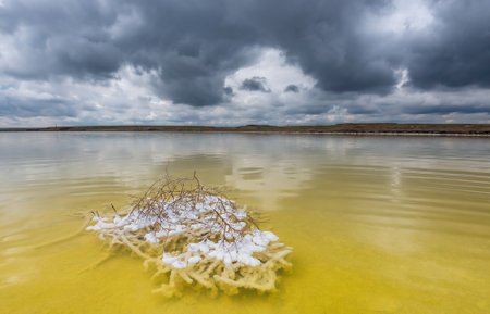 A tumbleweed branch covered with salt crystals on the saline or salt lake. Baskunchak Salt Lake, Astrakhan Region, Russia.の写真素材