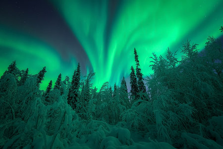 The aurora borealis illuminates the night sky with green luminous streaks over a serene snowy forest landscape. Intense bands of Northern lights or Aurora borealis or Polar lights dancing on night sky.の写真素材