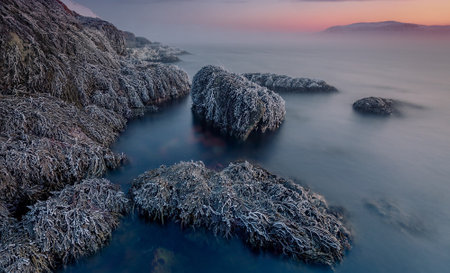 The stone with seaweed is covered with ice. Icy stone. A stunning seascape amidst the tranquility of...