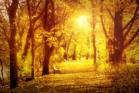 Yellow trees and many fallen leaves on the ground. The rays of the sun seen through the tree trunks. Sunny autumn day. Autumn alley - perfect fall backgroundの写真素材