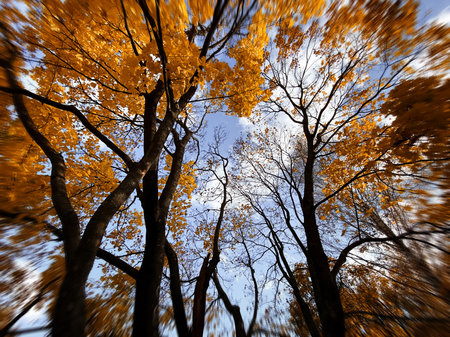 Bottom view of autumn trees with golden foliage. Surrounded by Tall Trees, low angle shot. Autumn...